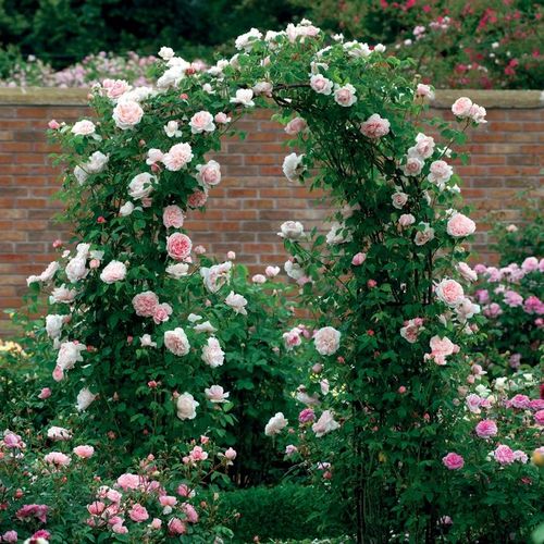 Roz deschis - Trandafir copac cu trunchi înalt - cu flori tip trandafiri englezești - coroană dreaptă